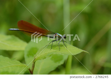 Asahina kawatombo Asahina kawatombo 2766245