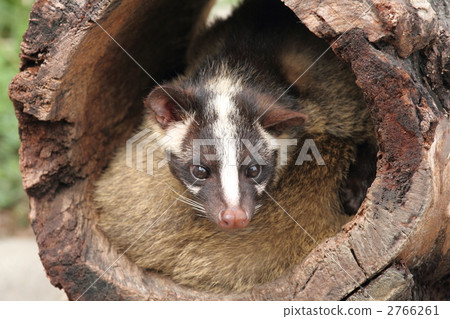 靈貓 靈貓 2766261