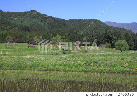 paddy, nature, natural 2766386
