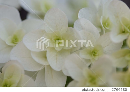 Kashiwaba Hydrangea 2766580