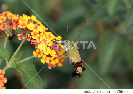 馬纓丹和Hoshi hojaku 2766691