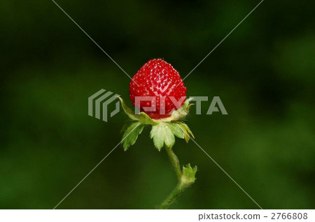 Yabu snake strawberry (fruit) Yabu snake strawberry (fruit) 2766808