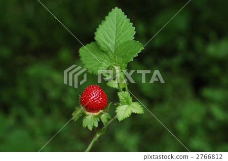 Yabu snake strawberry (fruit) Yabu snake strawberry (fruit) 2766812