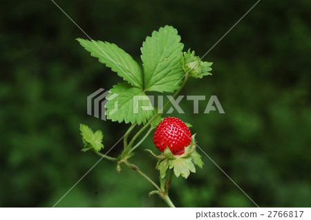 Yabu蛇草莓（水果） 2766817