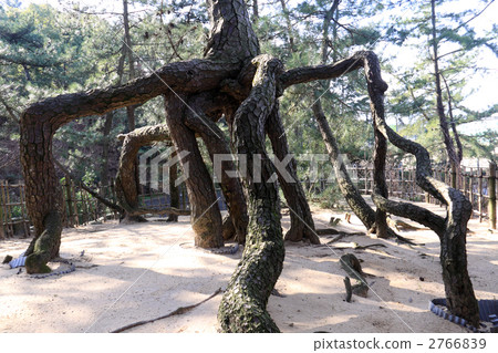 香川縣Kanonji市Kotori公園內的Kokoshangji寺，Negami Matsuyama 2766839