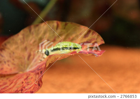 Otocinclus 2766853