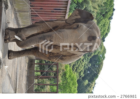 Nihondaira動物園 2766981