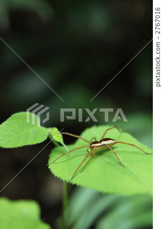 Spider on leaf Spider on leaf 2767016