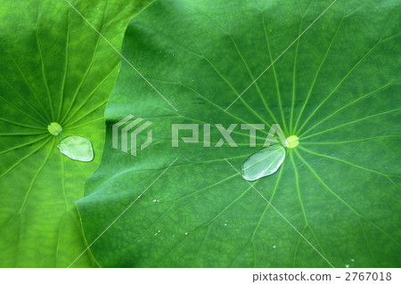 Lotus Leaves and Drops Lotus Leaves and Drops 2767018
