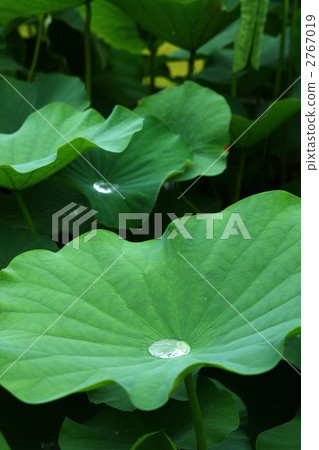 蓮花葉子和滴 蓮花葉子和滴 2767019