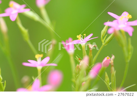 粉紅色的花朵 粉紅色的花朵 2767022
