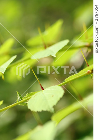 遼東楤木刺 2767054