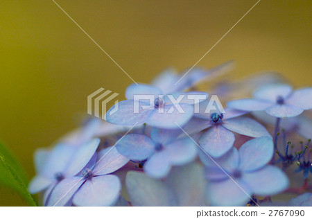 Maiko繡球花 Maiko繡球花 2767090