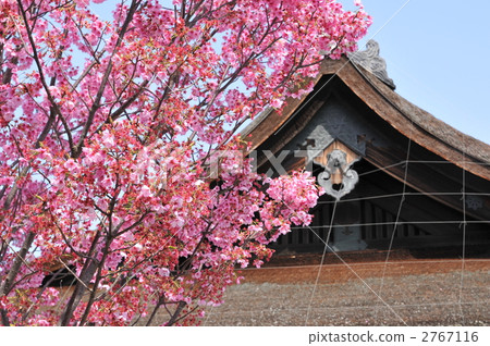 [World Heritage Ancient Kyoto Cultural Property] Sakura Blooming Toji Mieido, Minami-ku, Kyoto City, Kyoto Prefecture 2767116