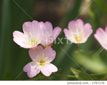 Flower of Hill Zakikimi 2767176