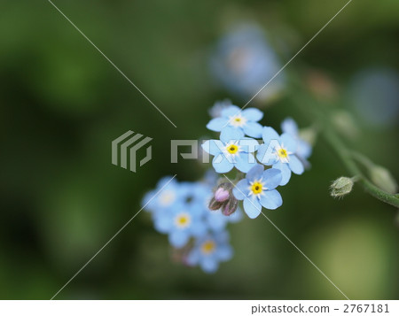 勿忘我花 2767181