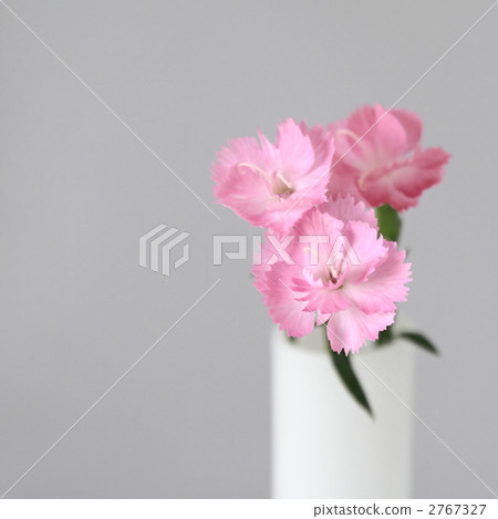 粉紅色的nadesico花 粉紅色的nadesico花 2767327