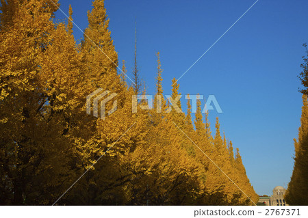 Meishi Jingu Gaien ginkgo row of trees Meishi Jingu Gaien ginkgo row of trees 2767371