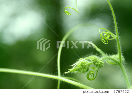 藤草 2767452