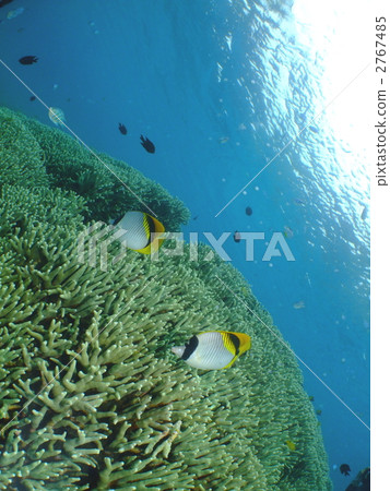 耳帶蝴蝶魚 耳帶蝶 珊瑚 2767485