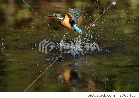 A dive of a kingfisher 2767495