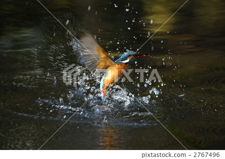 A dive of a kingfisher 2767496