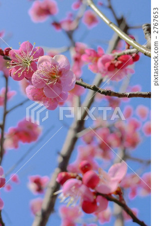 Plum blossom  2767653