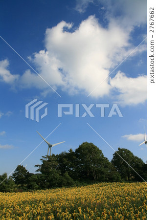 flower garden, flower field, blue sky 2767662