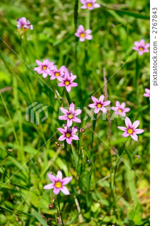 Niwazekishou 2767843