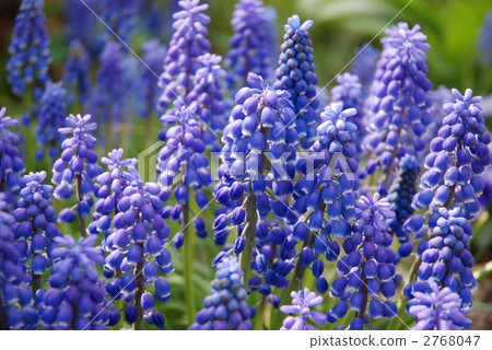 Muscari 2768047