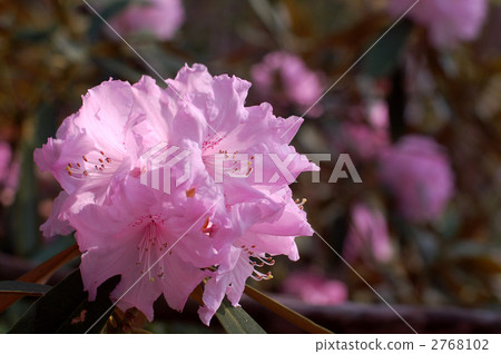 杜鵑花杜鵑花 2768102