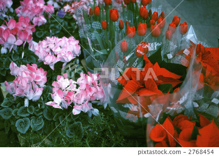 66271 Florist 2768454