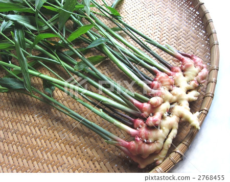 Golden ginger Golden ginger 2768455