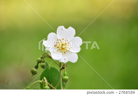 野玫瑰 野玫瑰 2768589