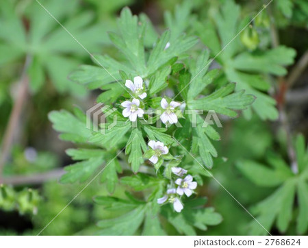 American Flower Flower 2768624