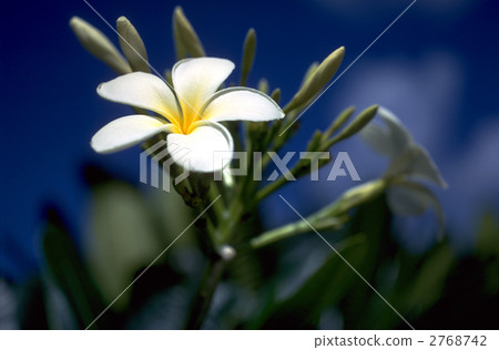 66452 Plumeria 2768742