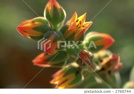 66454 Ekebelia 2768744
