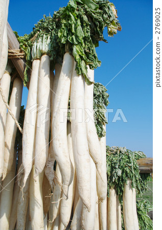 Daikon為泡菜 Daikon為泡菜 2769025