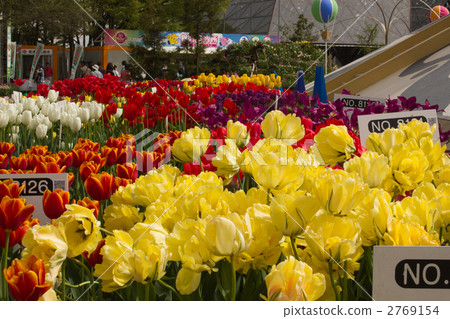 tulipa, tonami, tonamishi 2769154