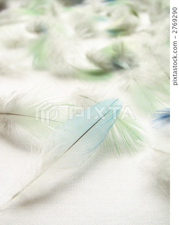feather, kind, parakeet 2769290