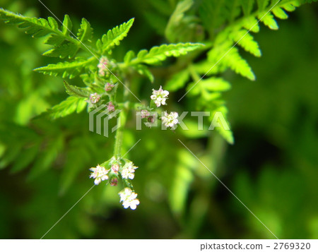 綠葉 野草 雜草 2769320