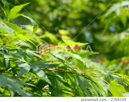 種子 物種 花園樹 2769339