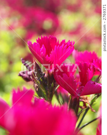 石竹 石竹 2769371