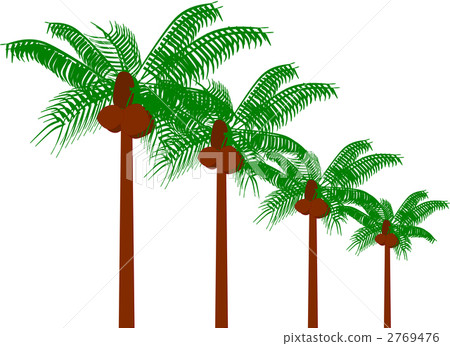 Palm Palm Palm Palm 2769476