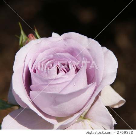 玫瑰 玫瑰花 親切 2769558