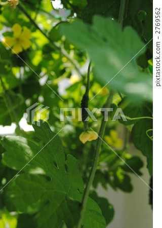 Goya baby @ veranda garden ♪ Goya baby @ veranda garden ♪ 2769562