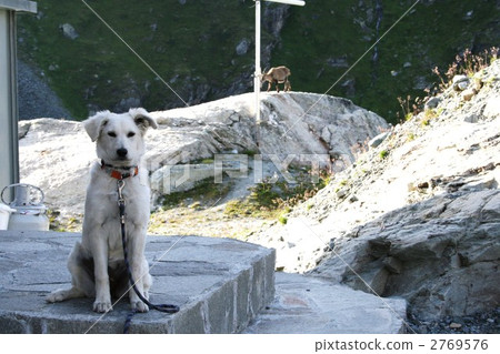 小狗和野生動物 2769576
