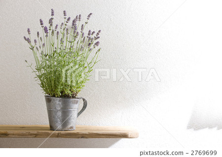 English Lavender Aromatico English Lavender Aromatico 2769699