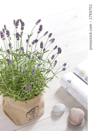 English Lavender Aromatico English Lavender Aromatico 2769701