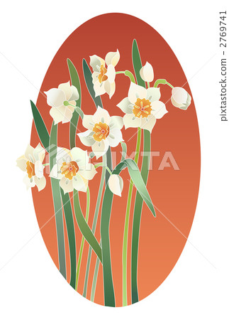 Narcissus 2769741